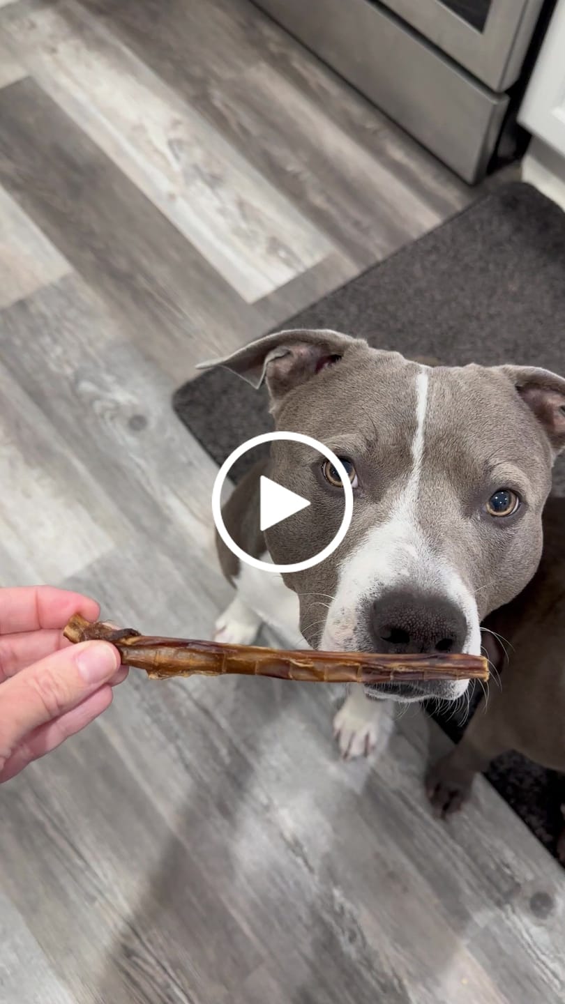 Customer video review of Mini Pork Bullys For Dogs of All Sizes