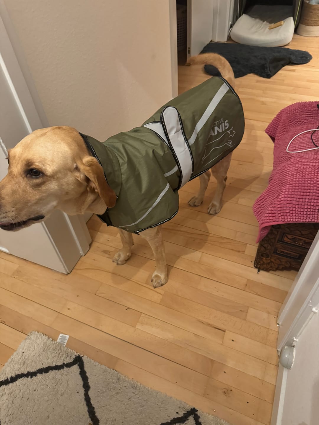 Customer photo review of Active Canis - 2-i-1 Hundejakke, khaki