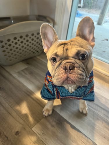 Customer photo review of Playa Poncho - Surprise Color