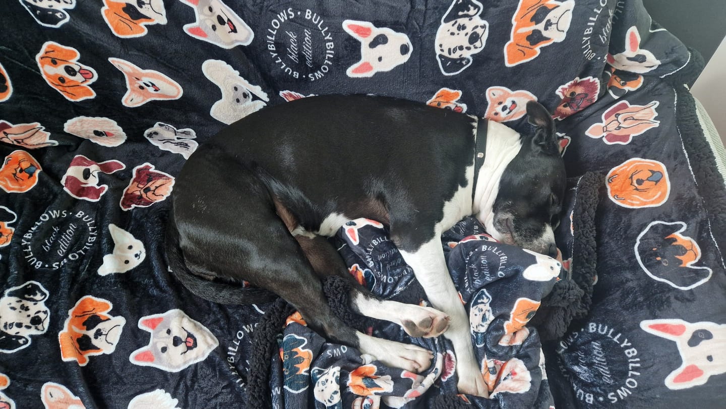 Customer photo review of Black Edition | Luxury Dog & Human Blanket