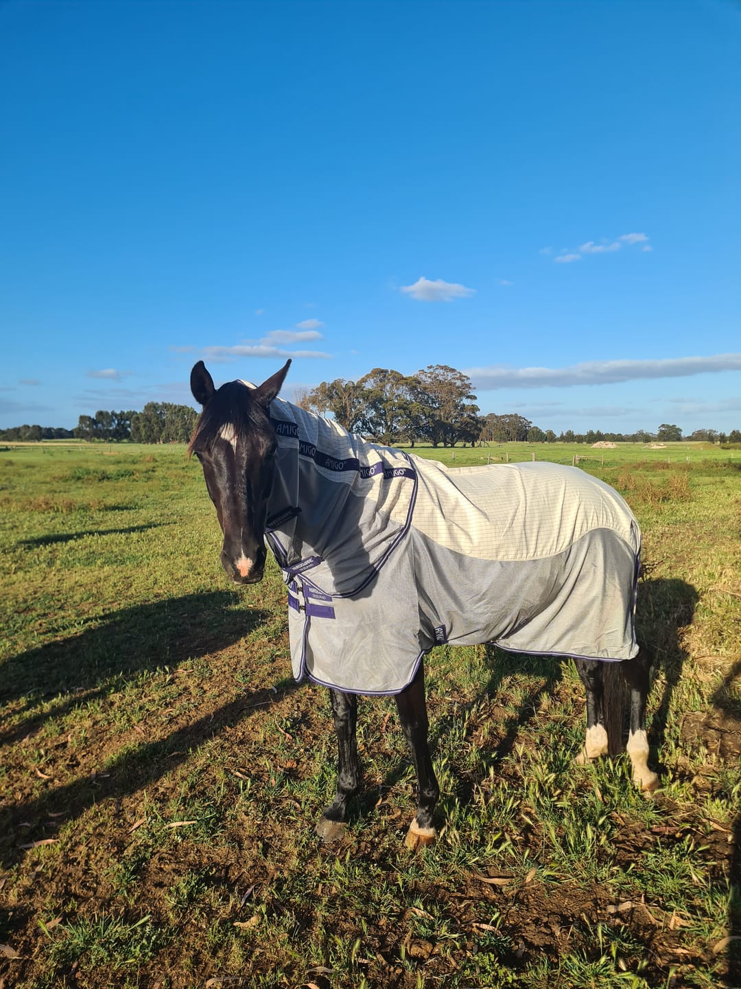 Customer photo review of Amigo Airflow