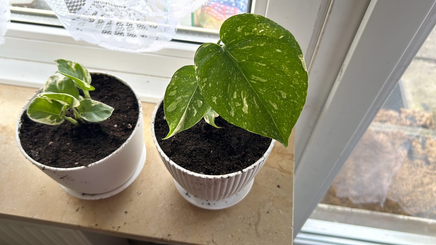 Customer photo review of MONSTERA THAI CONSTELLATION