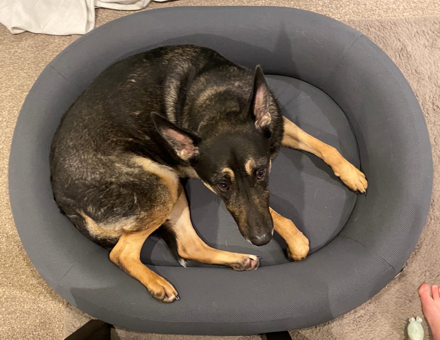 Customer photo review of Brooklyn® Nest Dog Bed