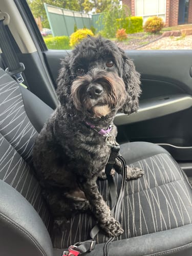 Customer photo review of DoggieBalm Manuka