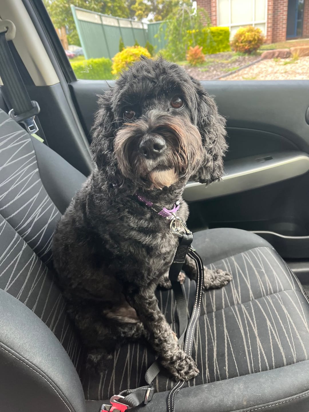 Customer photo review of DoggieBalm Manuka