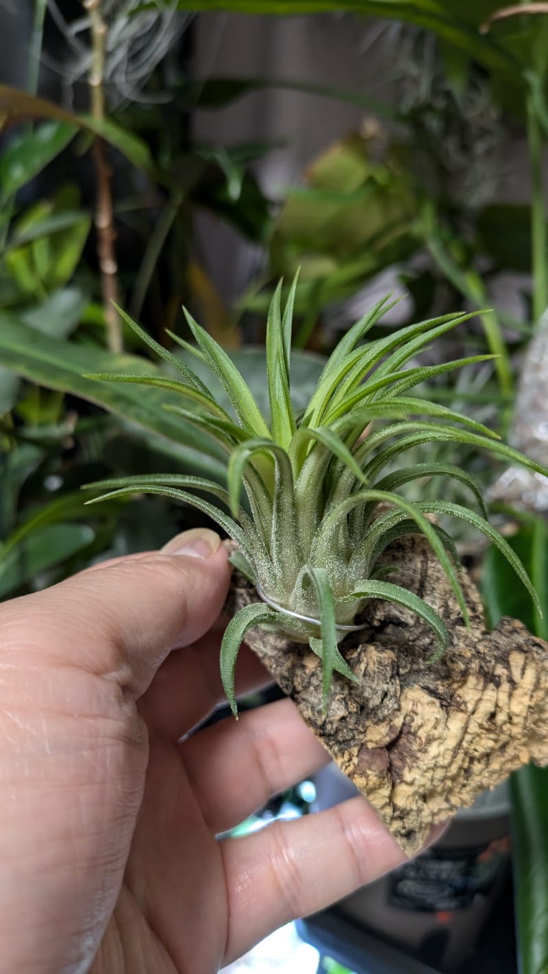 Customer photo review of Ionantha Variegata  Rare Ionantha Form *SALE!*