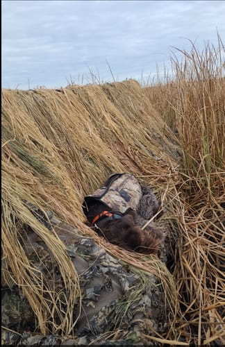 Customer photo review of Hunting Blind Raffia Grass (Pack)