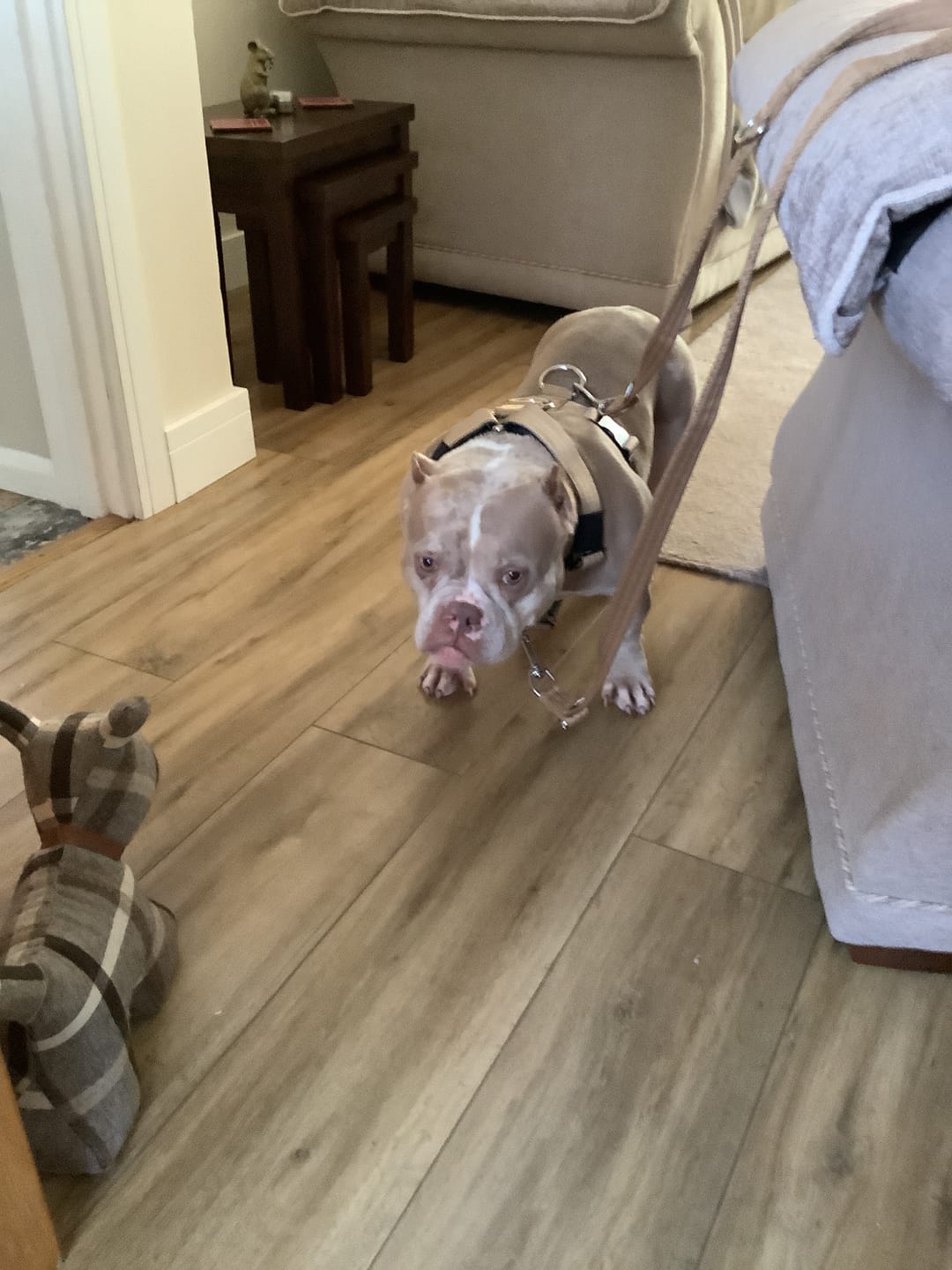 Customer photo review of Training Anti Pull TRI-Harness® | M-XL Breeds - Tan