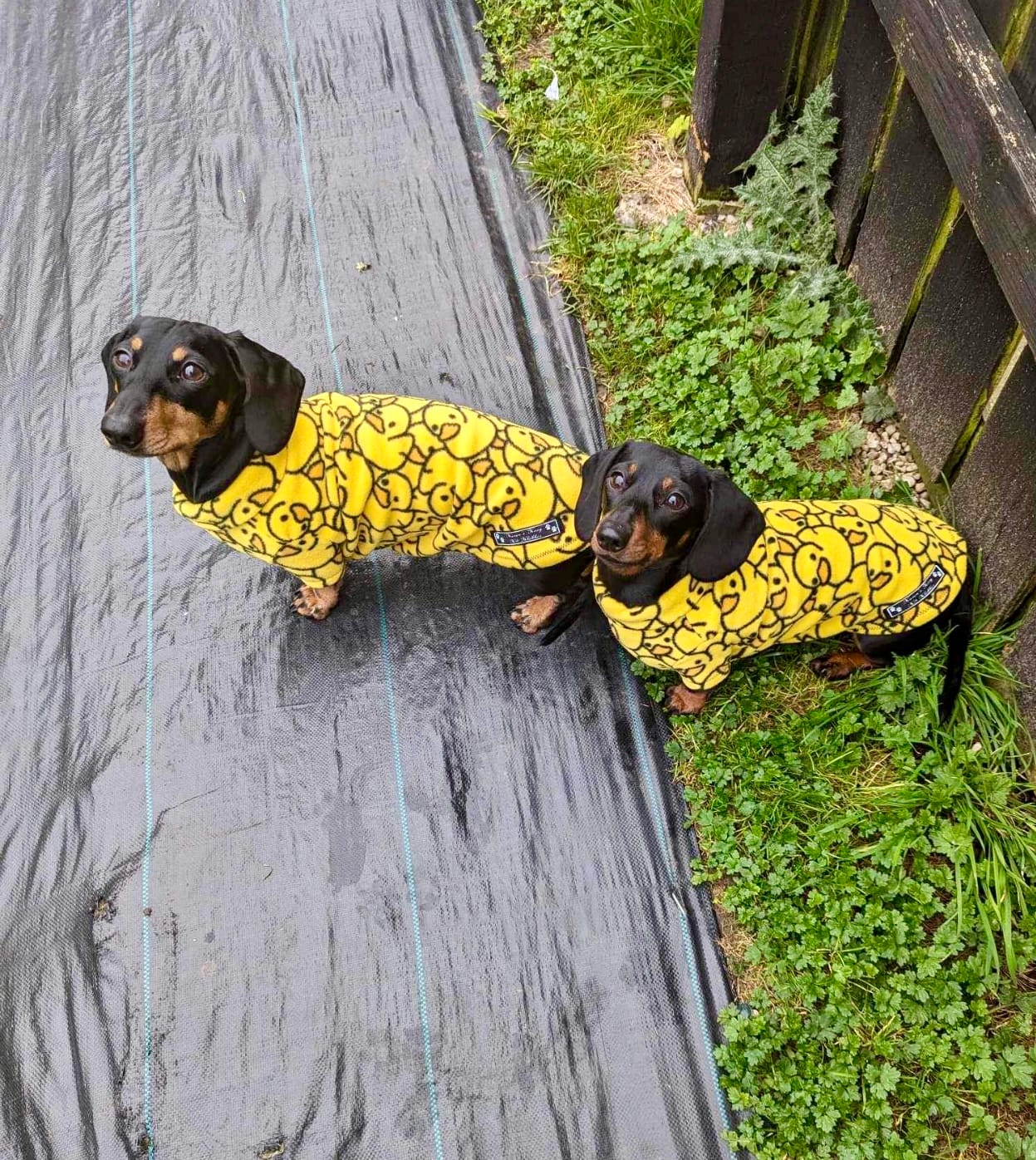 Customer photo review of Yellow Ducks Anti Pill Polar Fleece Fabric