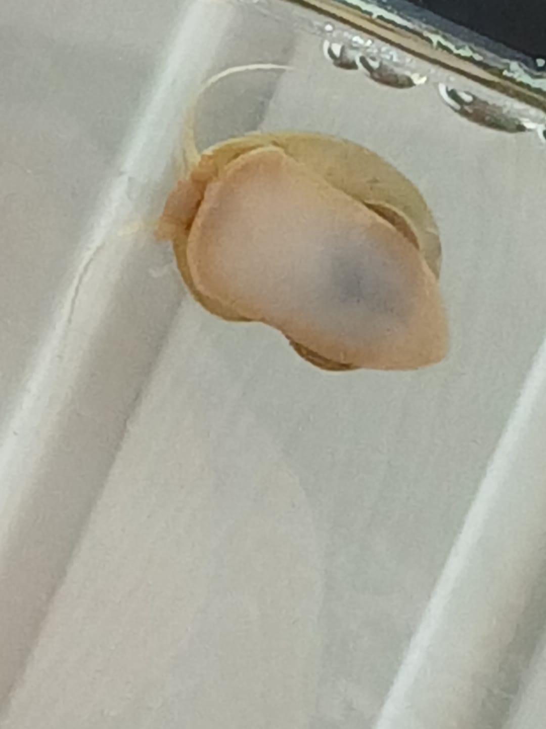 Customer photo review of Ivory Mystery Snail
