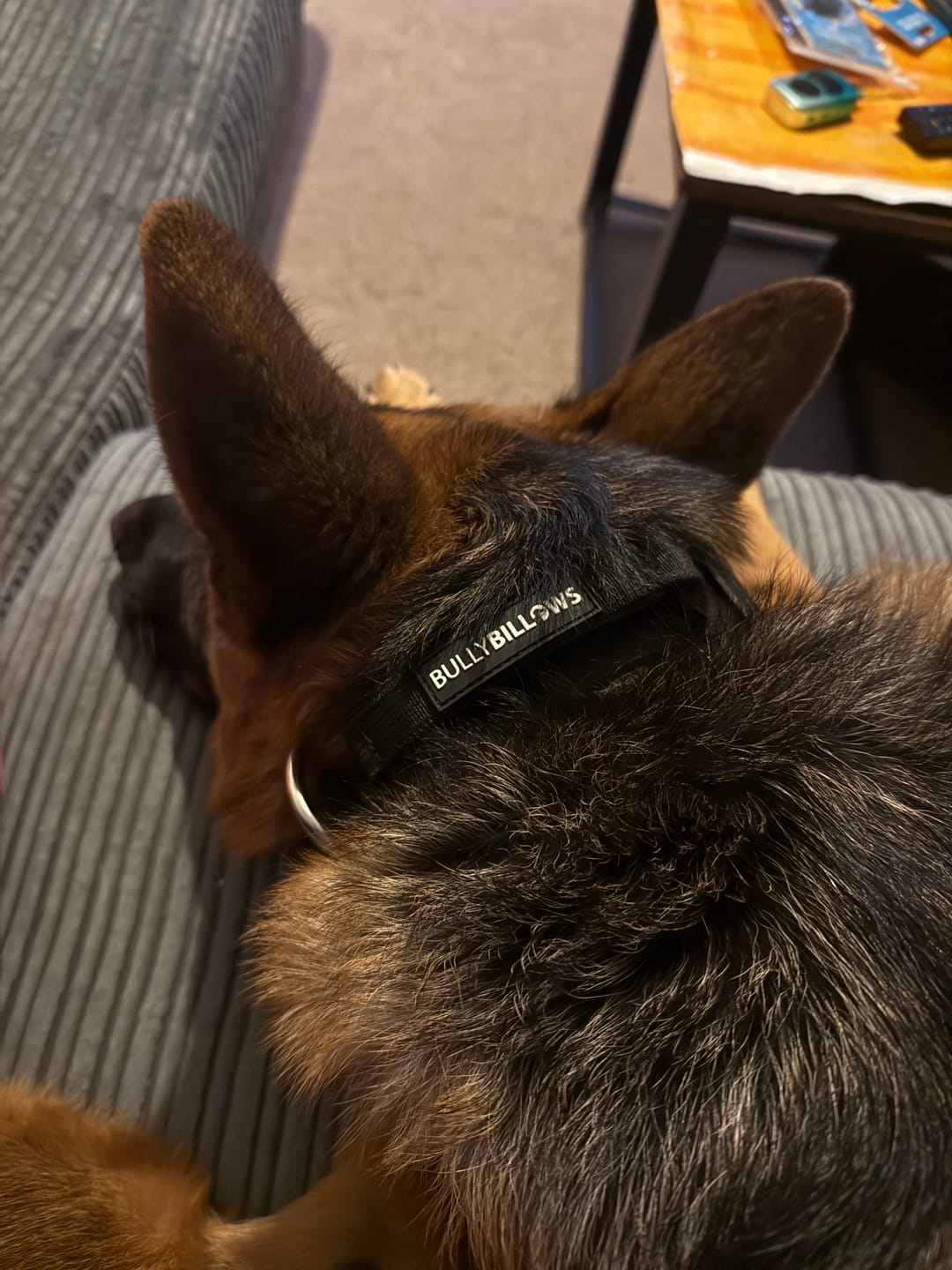 Customer photo review of 4cm Combat® Collar | Handle & Rated Clip - Black