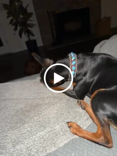 Customer video review of MIX FLAVORED CHEWS ( A PACK OF 6 STICKS )
