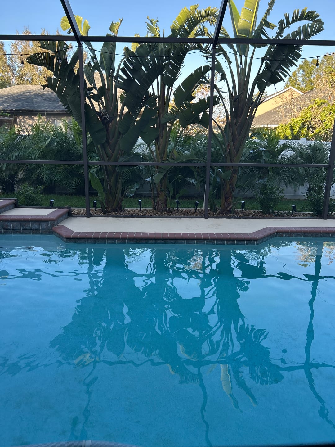 Customer photo review of TSUN Solar Spotlights For Trees Warm White