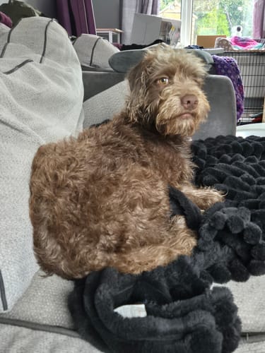 Customer photo review of Baby Fresh Dog Shampoo