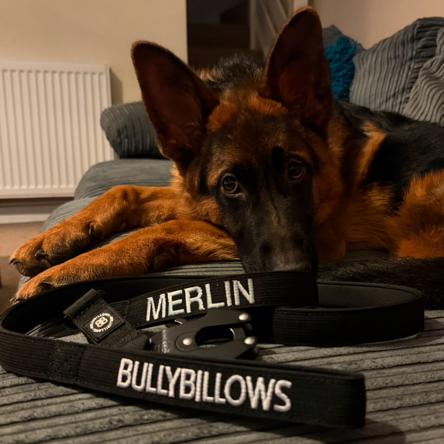 Customer photo review of 1.4m Swivel Combat Lead | Anti-Tangle & Secure Clip - Black