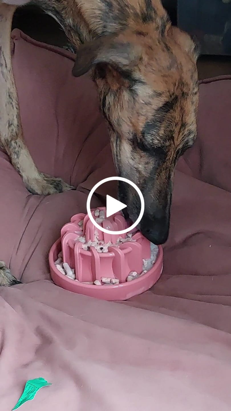 Customer video review of FreezLava Heavy-Duty Enrichment Chew