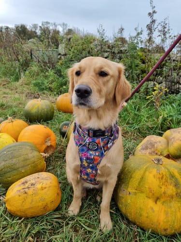 Customer photo review of Tough Trails™ Harness - Botanical Breeze