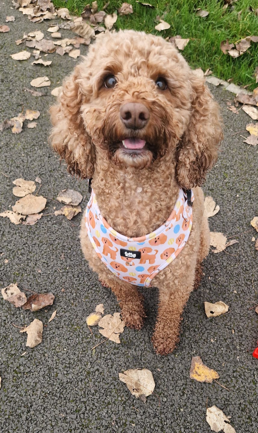 Customer photo review of Adjustable Dog Harness - Curly Club Collection