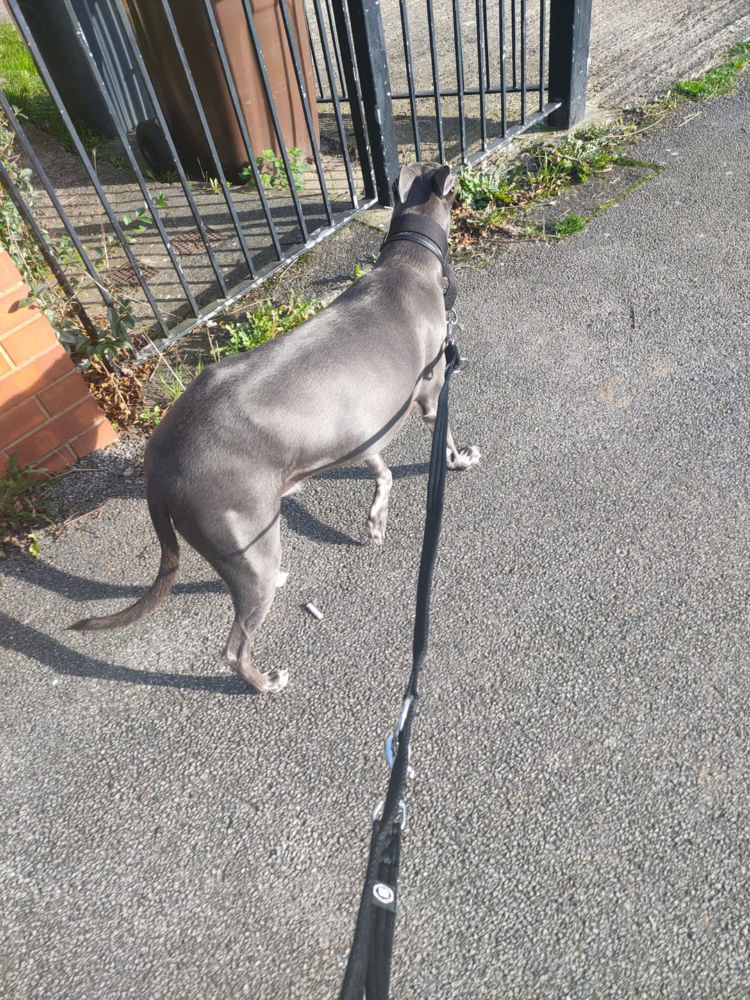 Customer photo review of Training Double Ended Dog Lead | 2m Length -  Black