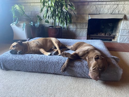 Customer photo review of Orthopaedic Memory Foam Bed