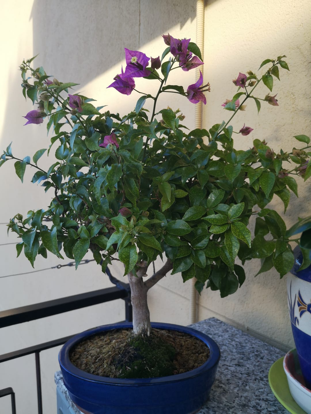 Customer photo review of TOTAL FORCE CB® (AFIDI, COCCINIGLIA, RAGNETTO ROSSO, MAL BIANCO)