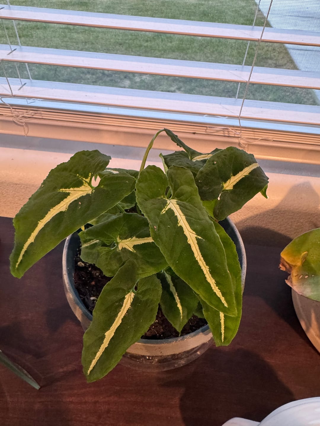 Customer photo review of Syngonium wendlandii