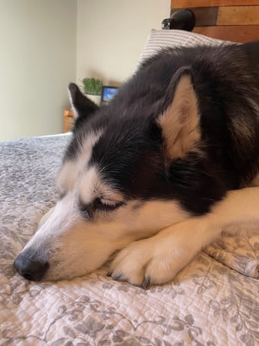 Customer photo review of Activity & Recovery