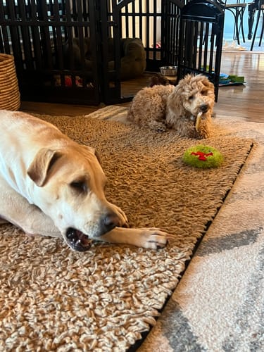 Customer photo review of Antler Mega Chew Pack