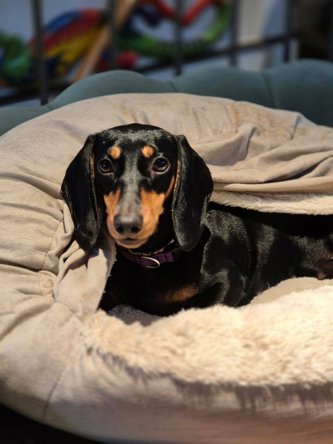 Customer photo review of Emmalove - Kuschelhöhle für Hunde