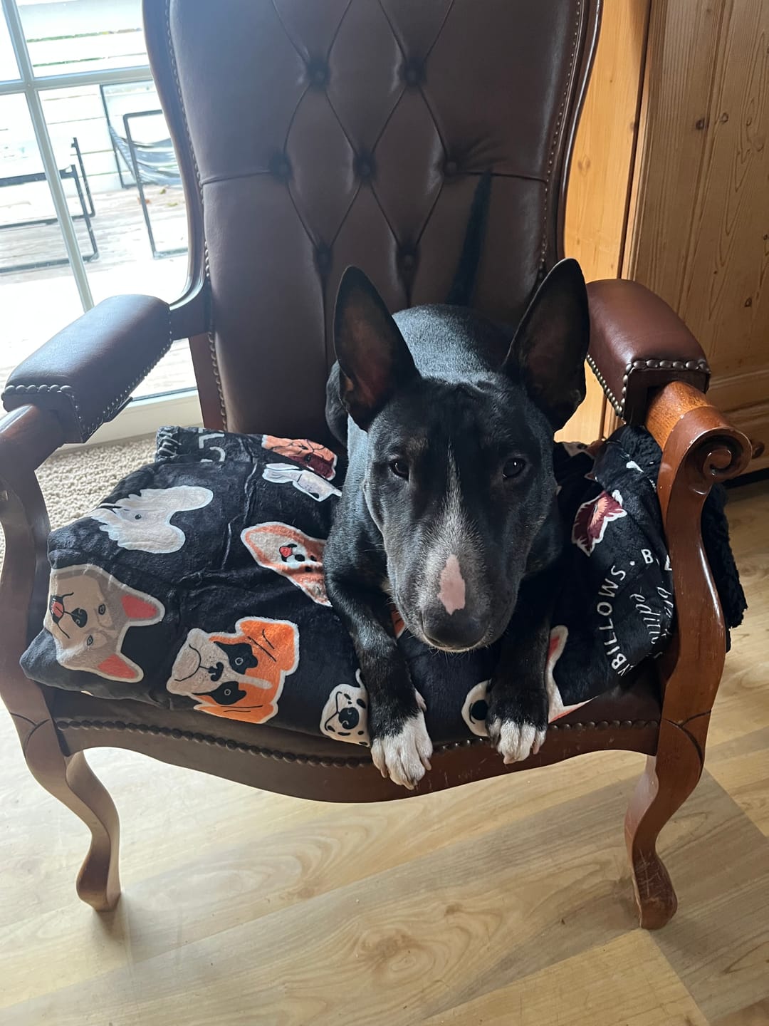 Customer photo review of Black Edition | Luxury Dog & Human Blanket