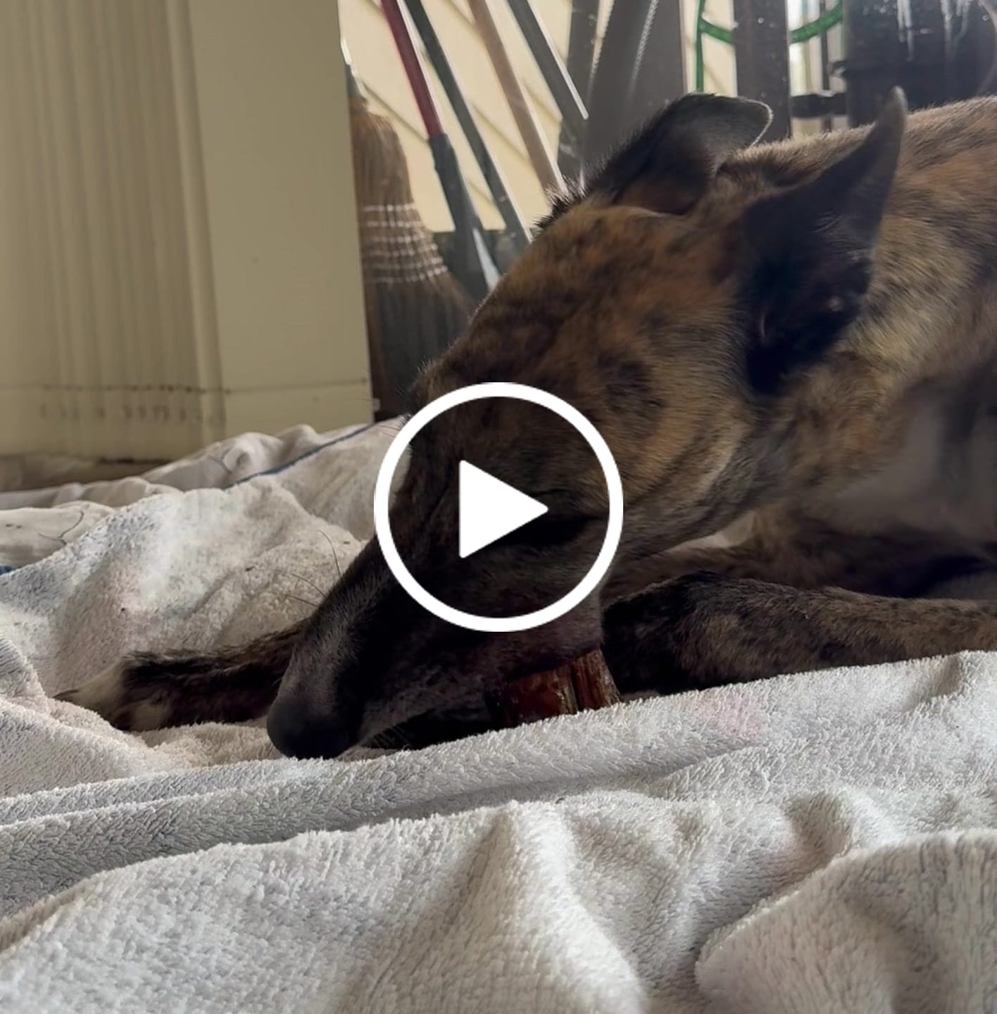 Customer video review of Australian Kangaroo Tail