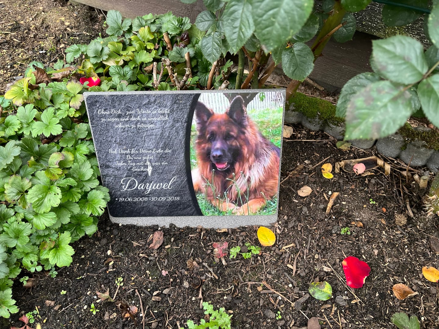 Customer photo review of Hunde Gedenktafel mit Foto & Spruch (UV- & Wetterfest)