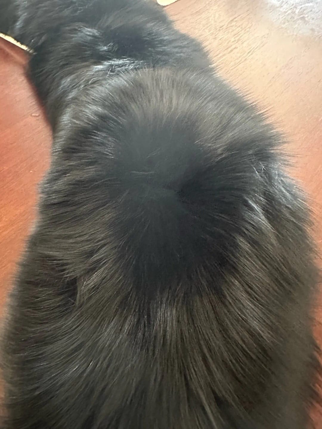 Customer photo review of Real Fox Fur Collar Scarf City-Luxe Winter Wrap — Black | KIMLUD