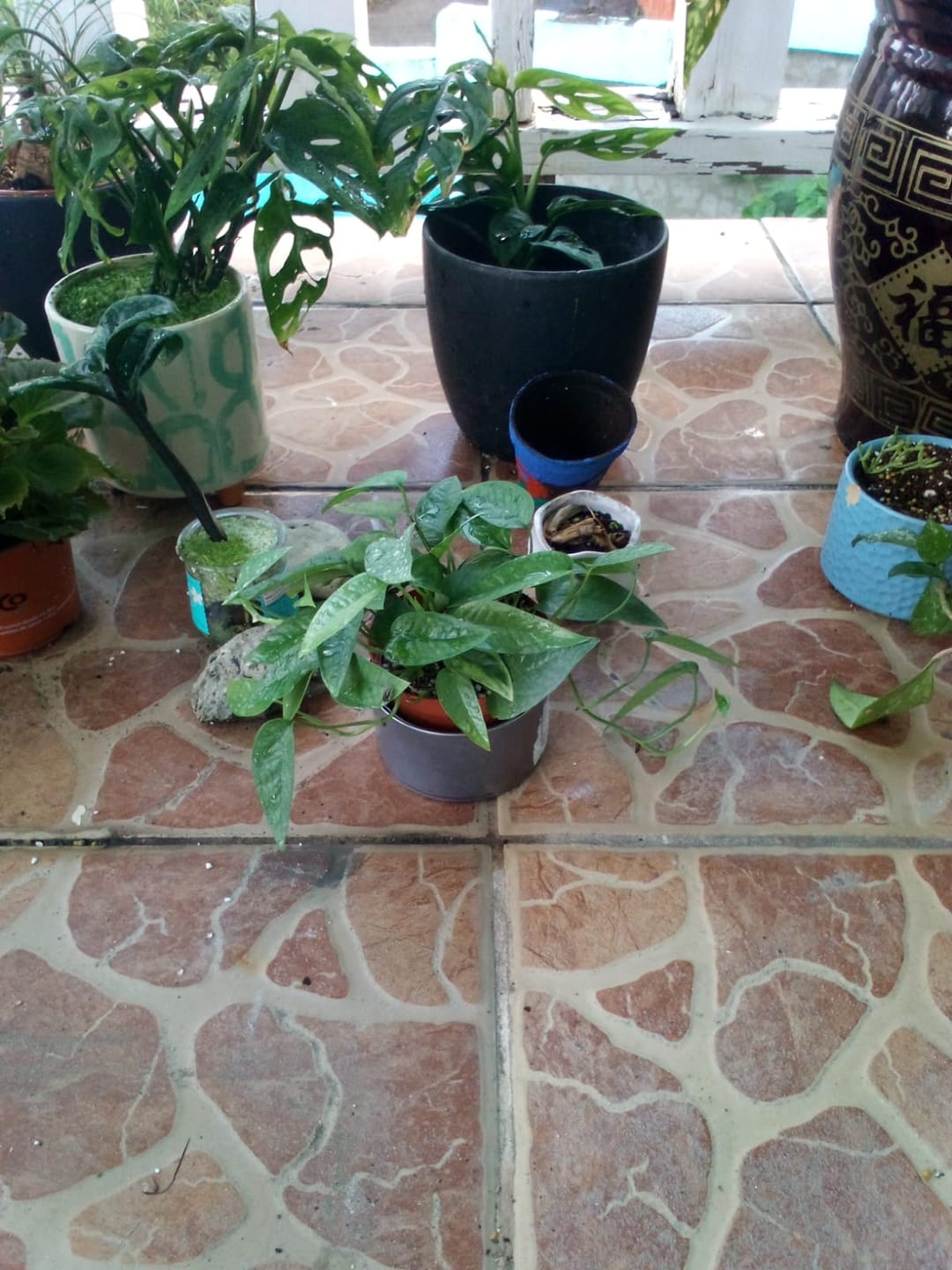 Customer photo review of Pothos Epipremnum pinnatum 'Cebu Blue'