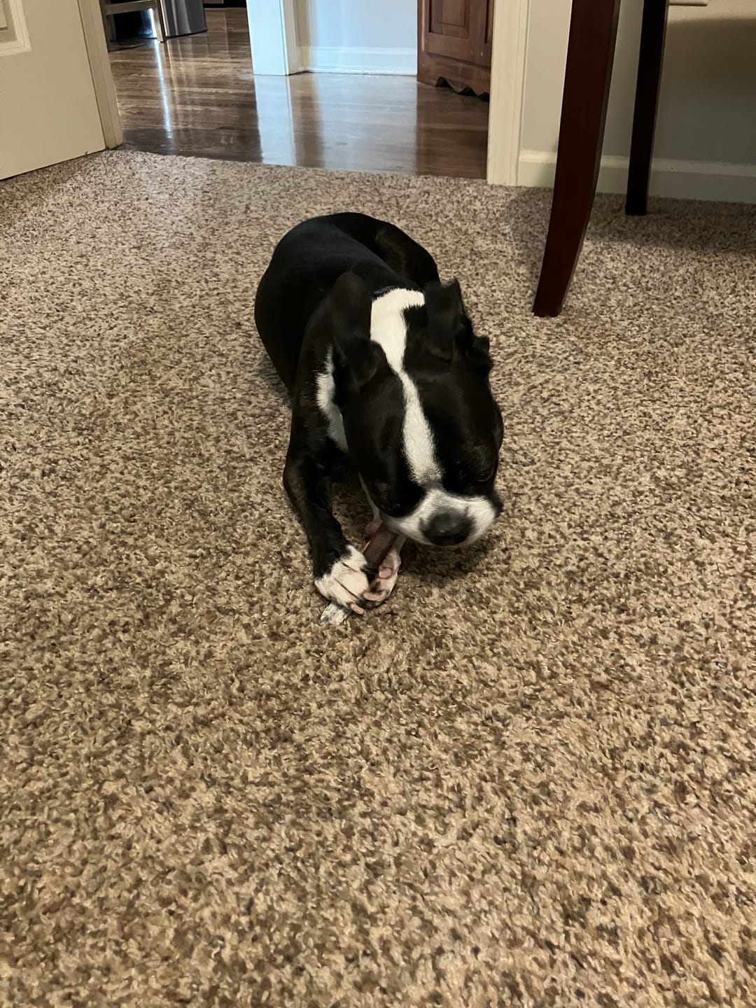 Customer photo review of Himalayan Yak Chew (SMALL)