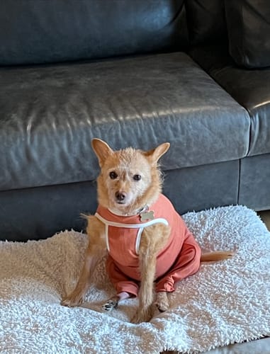 Customer photo review of Body Arti Posteriori