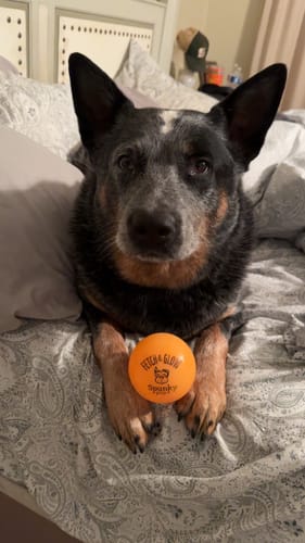 Customer photo review of Fetch & Glow Balls