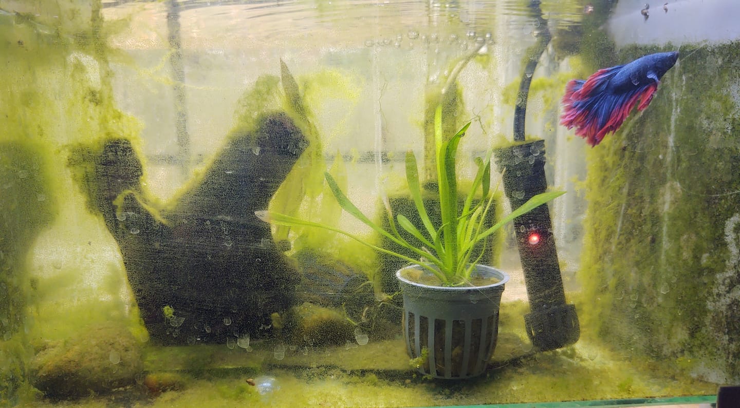 Customer photo review of Dwarf Sag (Sagittaria Subulata)