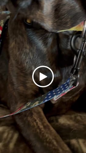 Customer video review of Patriot Leash