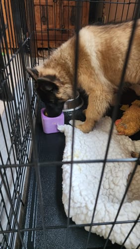 Customer photo review of Freezbox - Super Tough Treat Toy