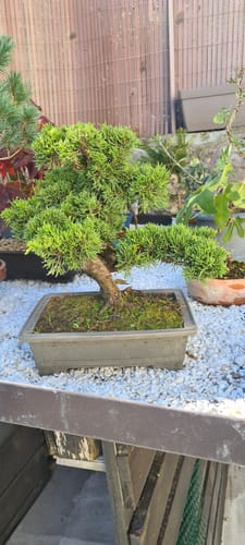 Customer photo review of TIGER CB® (substrato premium ad alte prestazioni)