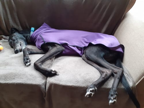 Customer photo review of Fleece Sighthound Base-Layer Coat with Underbelly and Snood