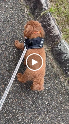 Customer video review of FunFunPet 高機能ハーネス（お名前タグ作成サービス付き）