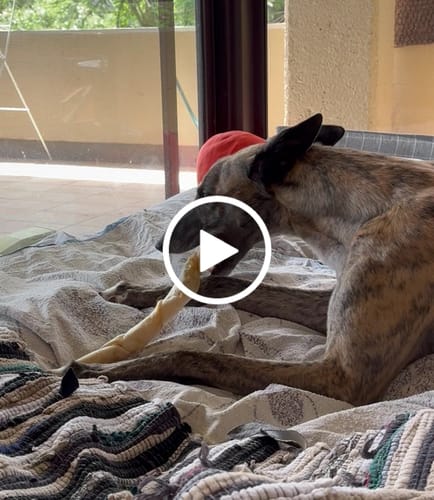 Customer video review of Kangaroo Skin Twists (10 Pack) Natural Dental Sticks!