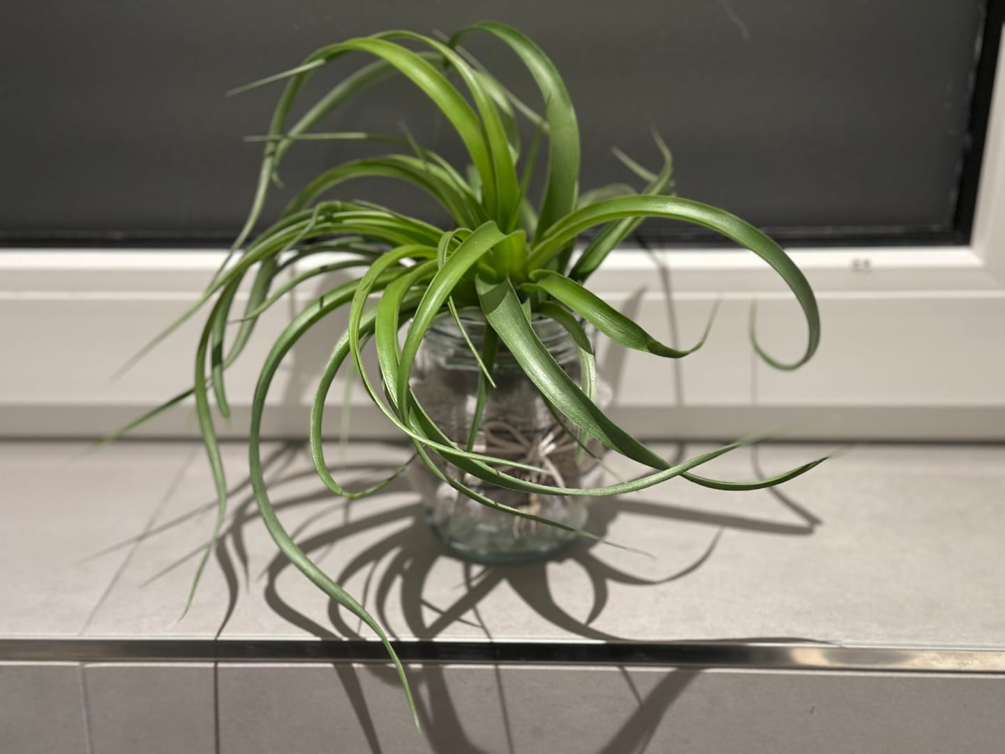Customer photo review of Tillandsia Marvelous Masterpiece