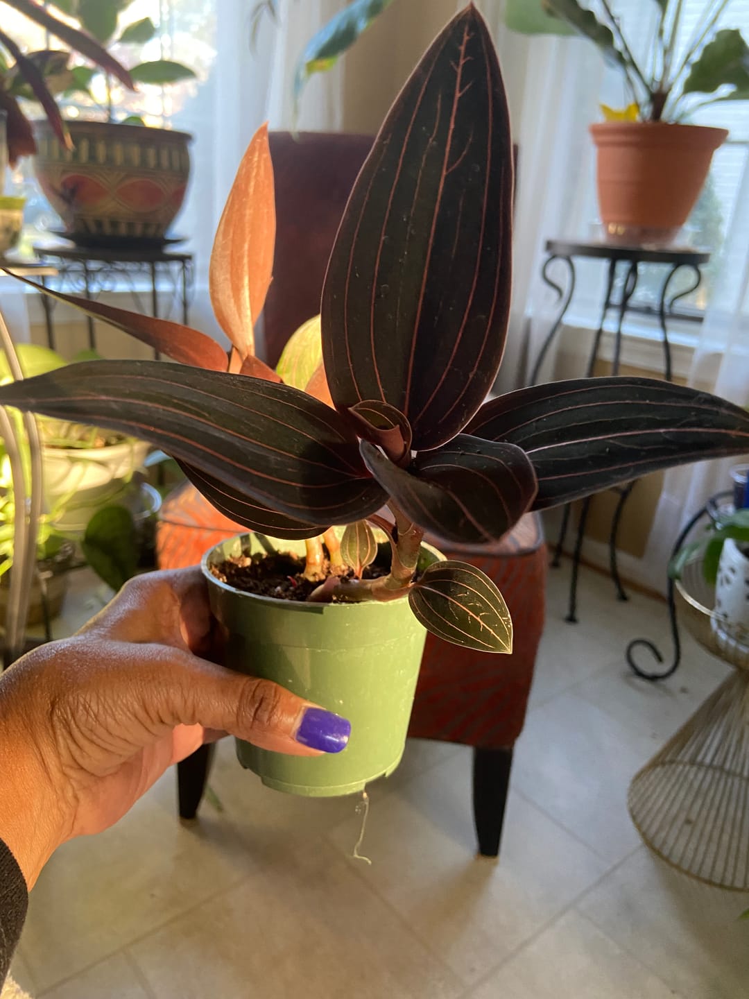 Customer photo review of Orchid Ludisia discolor