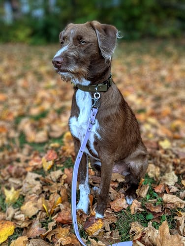 Customer photo review of Biothane Traffic Handle Dog Leash