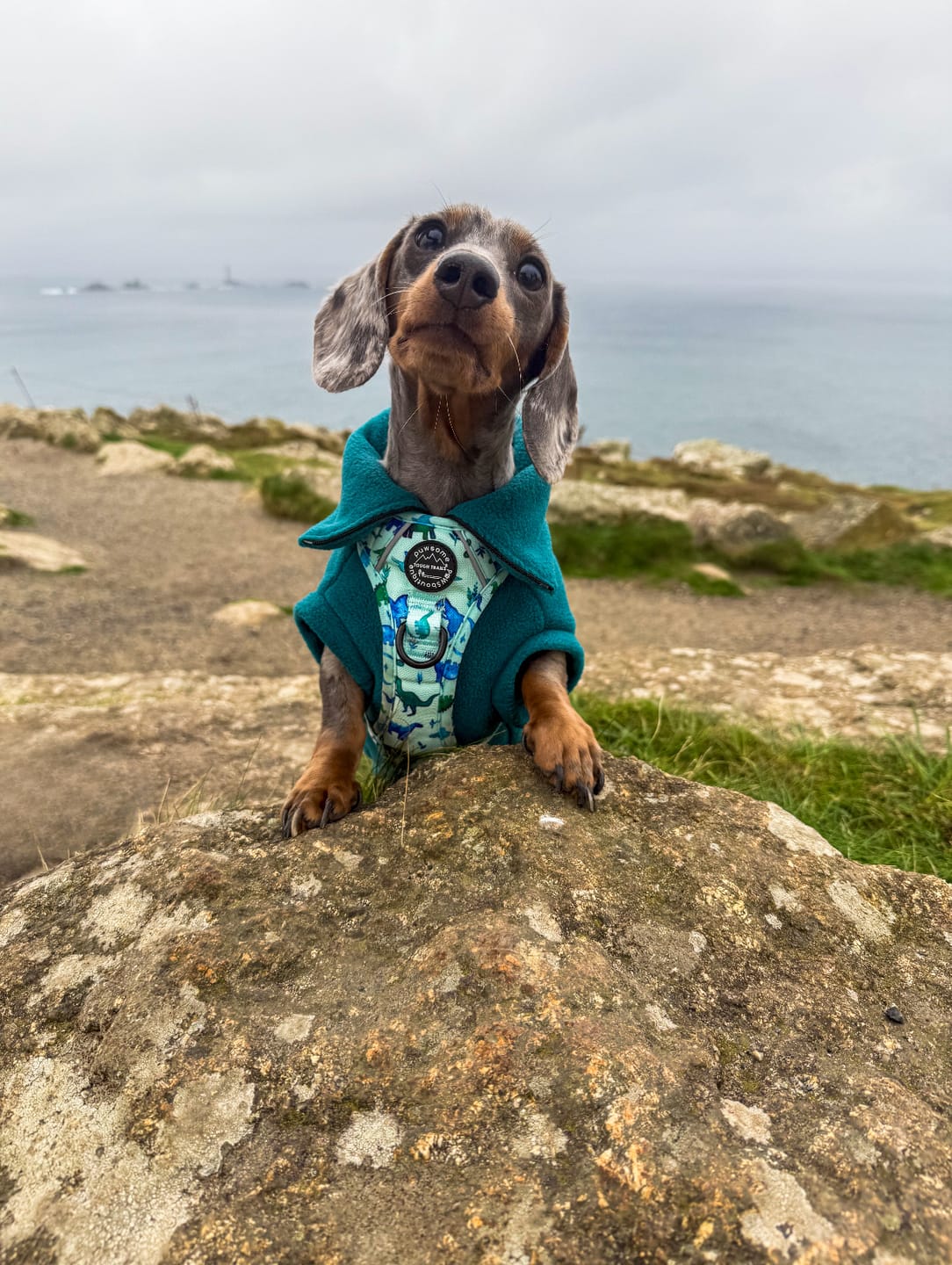 Customer photo review of Tough Trails™ Harness - Dinky Dino