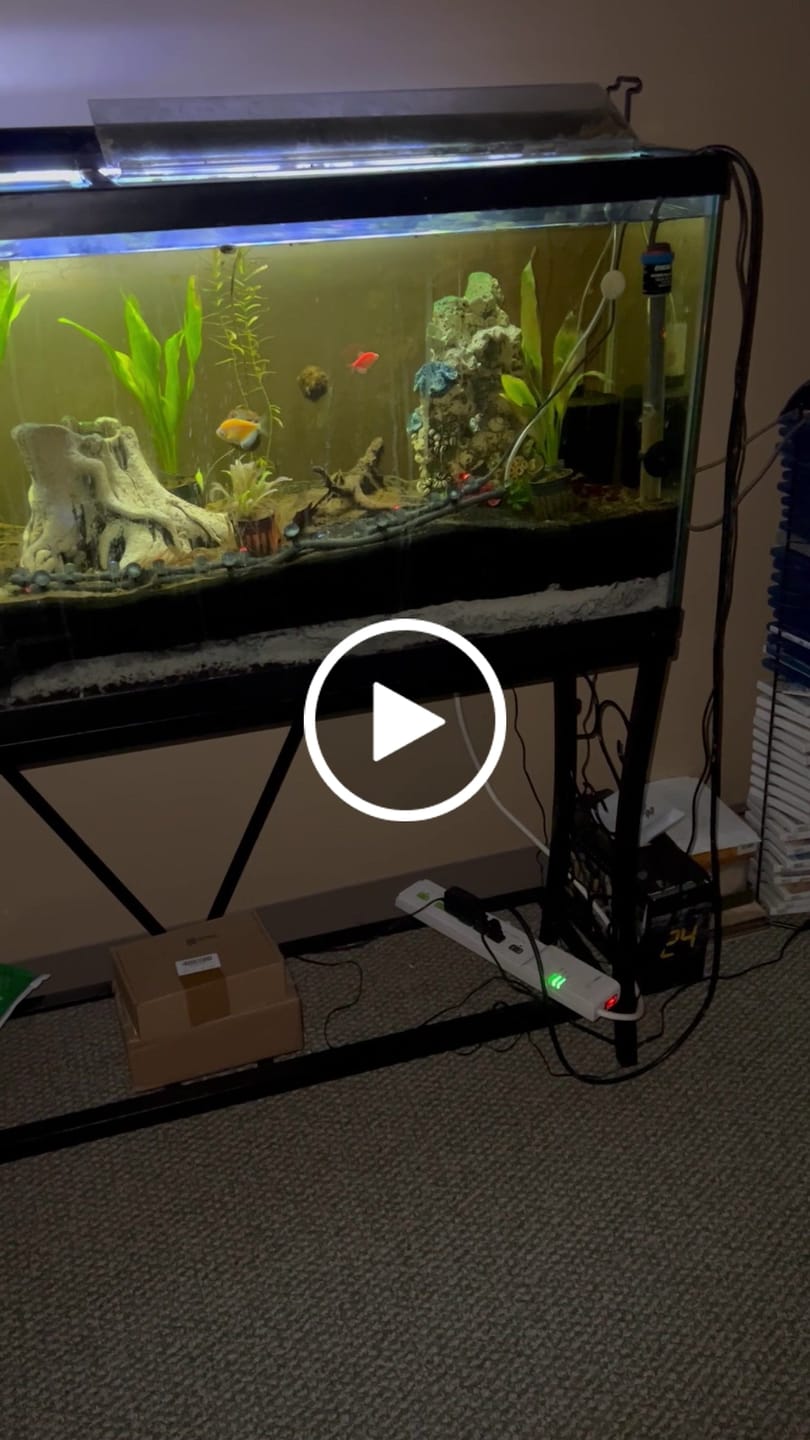 Customer video review of Amazon Sword