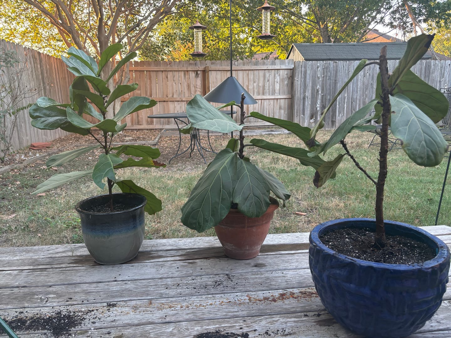 Customer photo review of Houseplant Top 40 Guide + Playlist